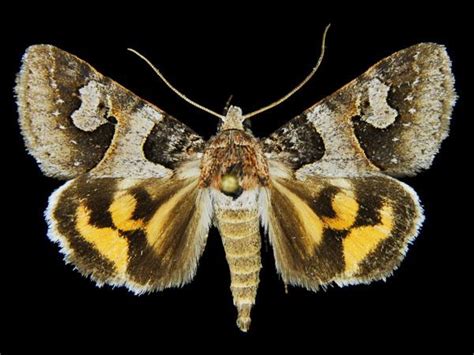Moth Photographers Group Crambus praefectellus 5355. . Moth photographers group